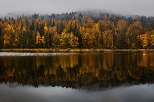 Bomen in herfstkleed bij het meer