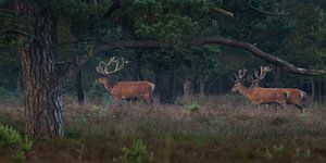 Rothirsch bei Uddel, Veluwe