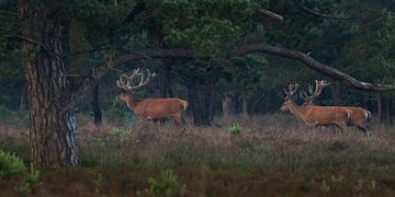 Red deer near Uddel, Veluwe by Evert Jan Kip