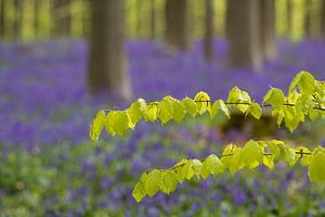 Hallerbos. van Patrick Brouwers