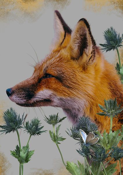 Fuchs mit Goldrand von Postergirls