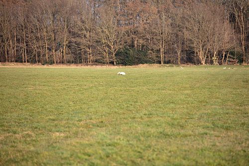 Een zwaan op een weiland in Emsland
