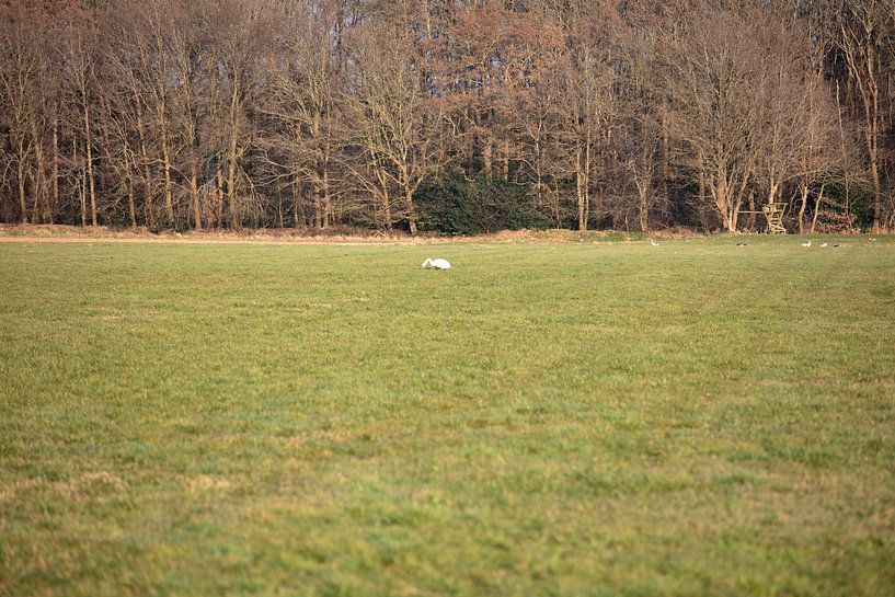 Un cygne dans une prairie de l'Emsland par Bianca Meyering Fotos - BMF