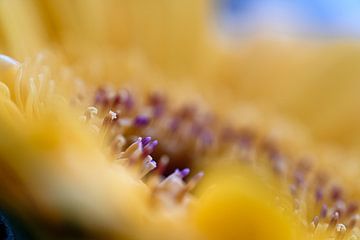 Gerbera (macro-foto) van Eddy Westdijk