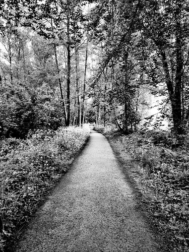 The Forest of Silence | Art Photography