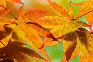 Autumn colours by D. Henriquez
