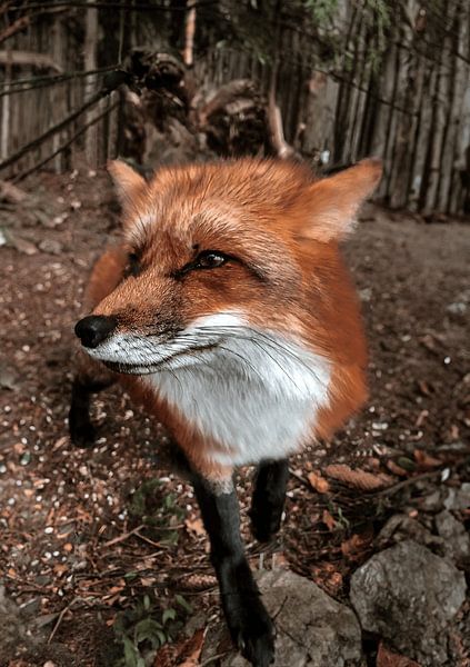 Fuchs Ferdinand von Larsphotografie