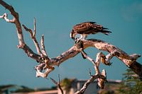 Un aigle avec son repas (Curaçao)