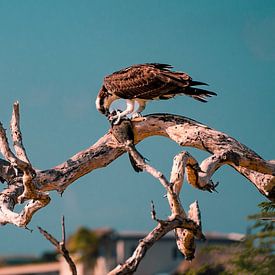 An eagle with his meal (Curaçao) by Jessey Duinkerken