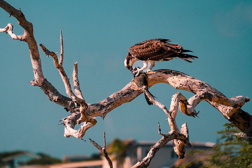 An eagle with his meal (Curaçao) by Jessey Duinkerken