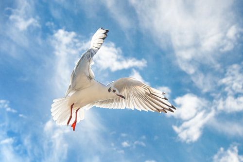 Meeuw in volle vlucht