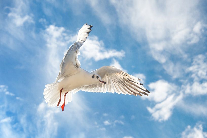 Meeuw in volle vlucht von Harrie Muis