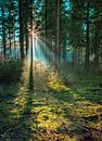 Zonnestralen door het bos van Victor Droogh thumbnail