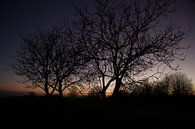 Baum im Abendrot nach Sonnenuntergang im Winter von Martin Flechsig Miniaturansicht