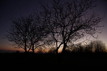 Baum im Abendrot nach Sonnenuntergang