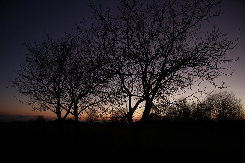 Baum im Abendrot nach Sonnenuntergang im Winter von Martin Flechsig