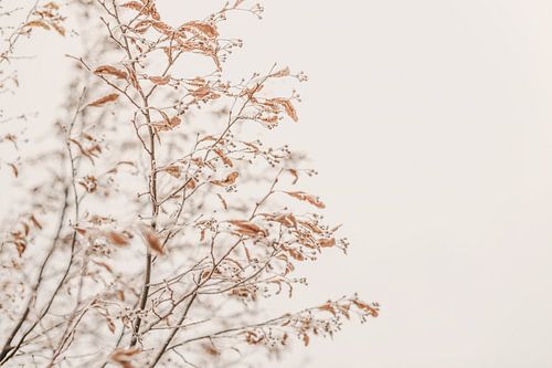 Winter's Fluistering