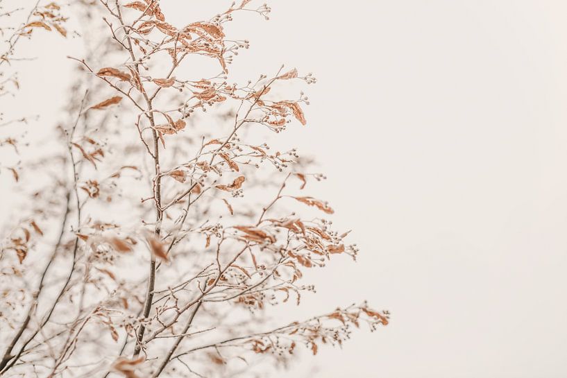 Chuchotement d'hiver par Monika Strigel
