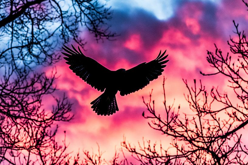 Vogel silhouet in kleurrijke lucht van Art & Soul Creations