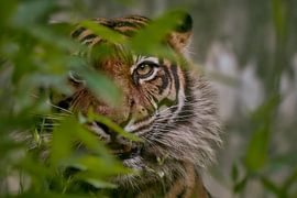 Ich sehe Dich!!! von Edith Albuschat