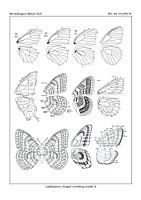 Vleugel studie A