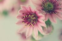 Bloem