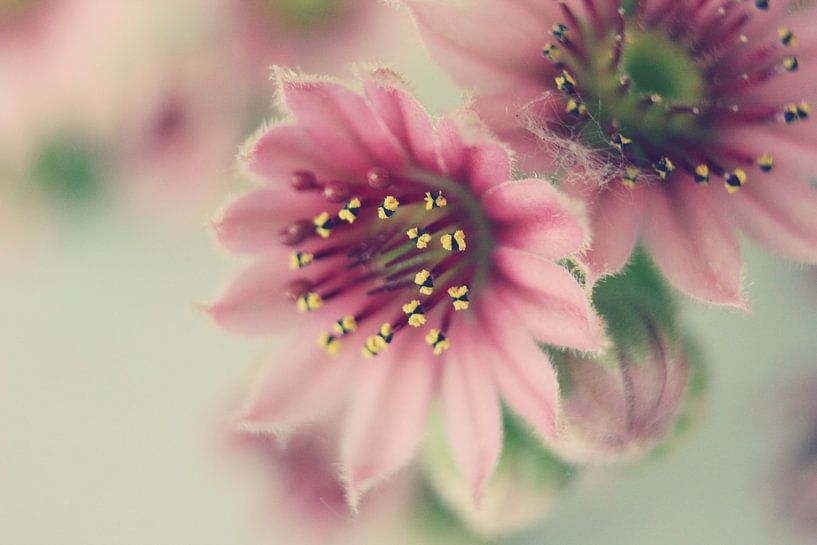 Bloem par Sebastiaan van der Burg
