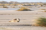 Zeehondje ligt te zonnen op het strand van Anja Brouwer Fotografie thumbnail
