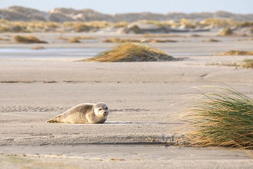 Zeehondje ligt te zonnen op het strand