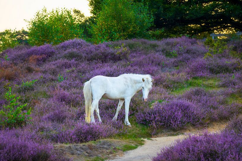 Cheval blanc sur la lande par Thijs Friederich