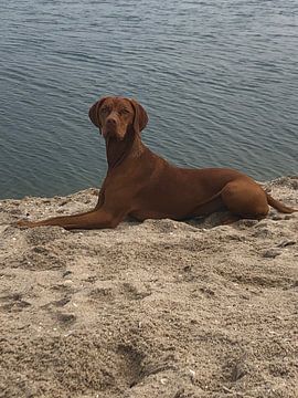Dog on beach van Wilma Hage