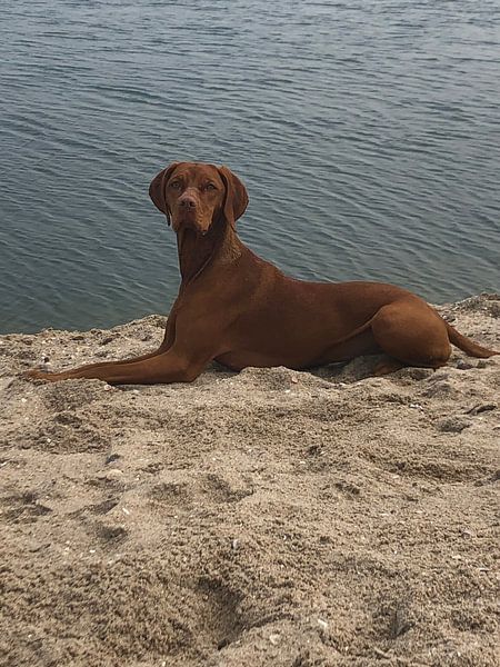 Dog on beach by Wilma Hage