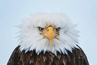 LP 71107861 Portret van een Amerikaanse Zee arend van BeeldigBeeld Food & Lifestyle thumbnail