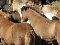 icelandic horses