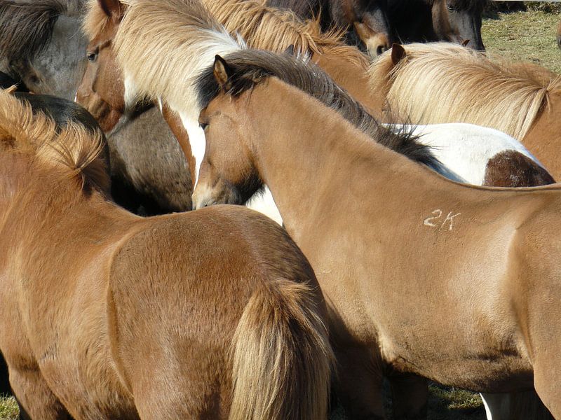 icelandic horses van Gerwin Hulshof