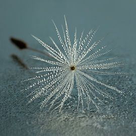 Stille: ein zeitloses Stück Natur von Marjolijn van den Berg