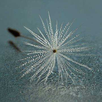 Stille: ein zeitloses Stück Natur von Marjolijn van den Berg