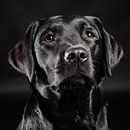 Zwarte hond, Labrador Retriever van Hennnie Keeris thumbnail
