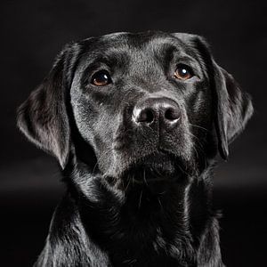 Chien noir, Labrador Retriever sur Hennnie Keeris