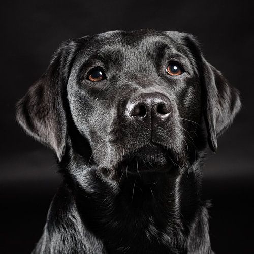 Chien noir, Labrador Retriever