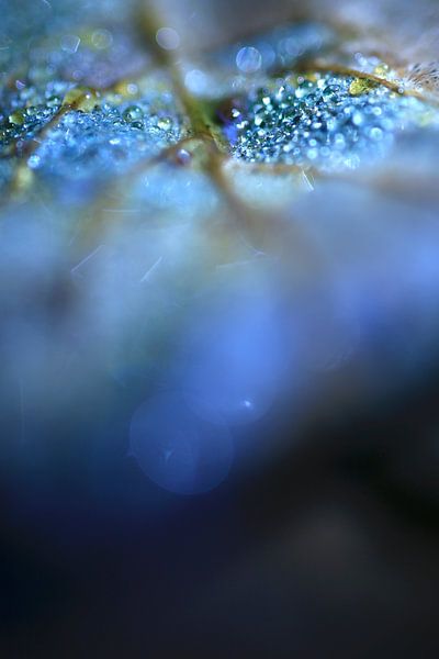 Blatt mit Tropfen an einem Bachufer von Thomas Jäger