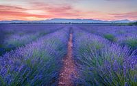 Lavender field at the sunrise