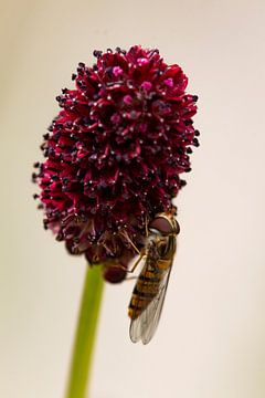 coloré sur Evelien van der Horst