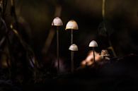Mini champignons par Menko van der Leij Aperçu