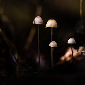Mini mushrooms van Menko van der Leij