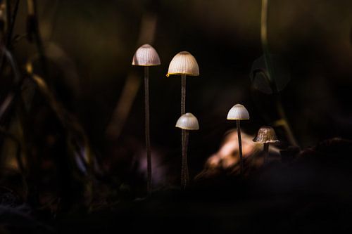 Mini mushrooms