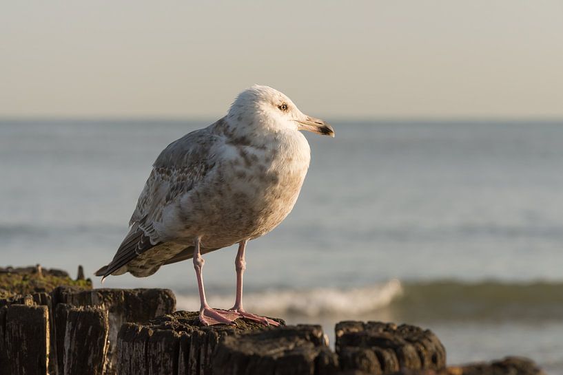 Zeemeeuw kijkt uit over het Zeeuwse strand van Cadzand van Marjolijn van den Berg