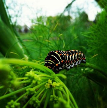 Koninginnenpage Rups