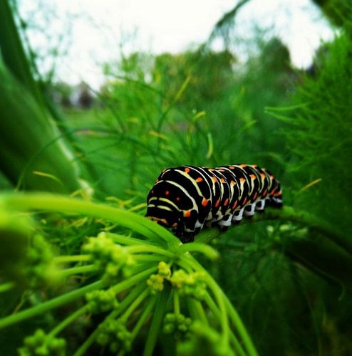Koninginnenpage Rups