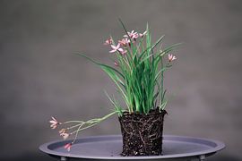 Rosa Blume auf Blatt von Carla Van Iersel